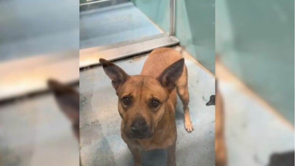 Dog Spent 750 Days in a Shelter Before a Video Saved His Life