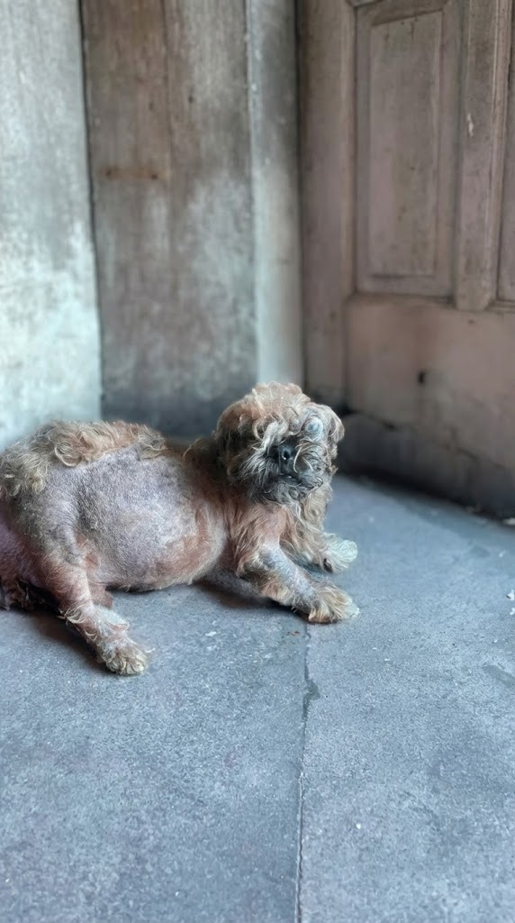 Abandoned While Pregnant and Partially Blind — But She Refused to Give Up on Her Puppies