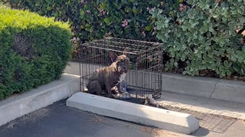 Abandoned Frenchie With a Painful Wound Finds Safety and a Forever Family