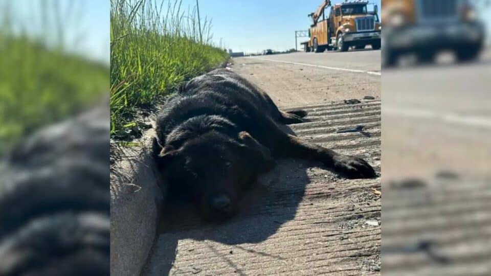 Pit Bull Refuses to Leave Her Injured Sister Waiting for Help on the Highway