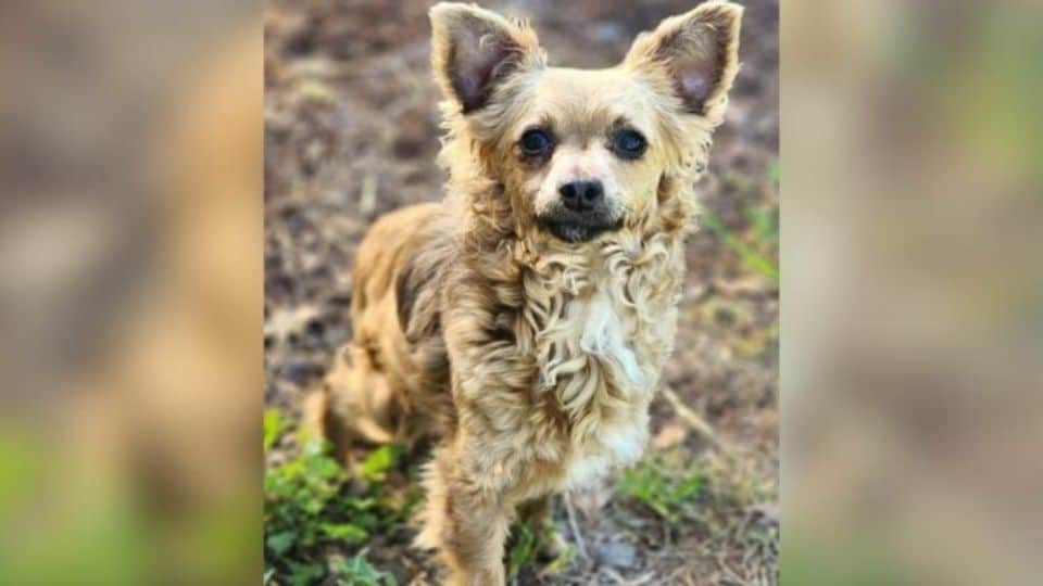 Everyone Skips Over This California Pup At Adoption Events, And The Reason Will Break Your Heart