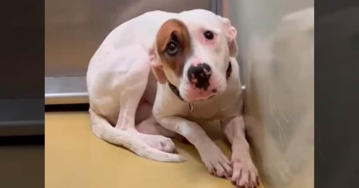 Heartbreaking Tale of a Terrified Pup Shaking in Her Tiny Kennel Leaves Us Crying