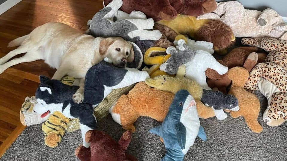 Buttercup The Labrador Who Fills Her Yard With Toys Every Single Day