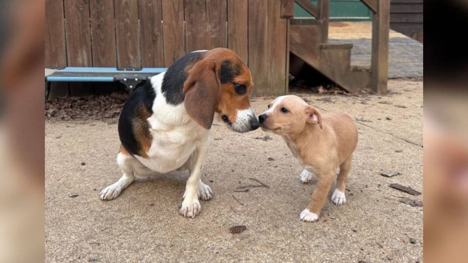 Ruhn The Three-Legged Dog Who Found A Best Friend Just Like Him