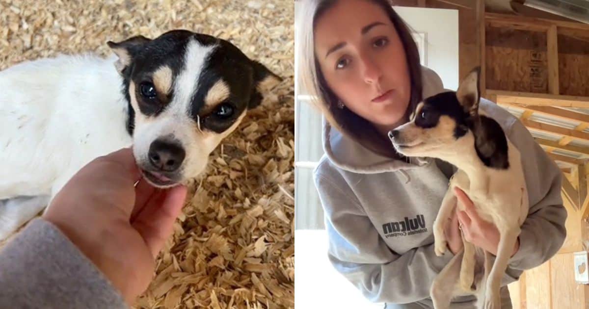 Woman Finds Stray Puppy Seeking Shelter in Her Chicken Coop, Finds Her A Loving Furever Home