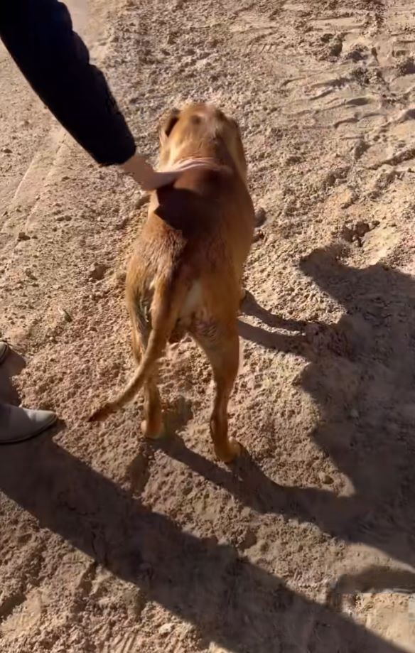Desert Mama’s Secret: What Rescuers Found Will Break Your Heart