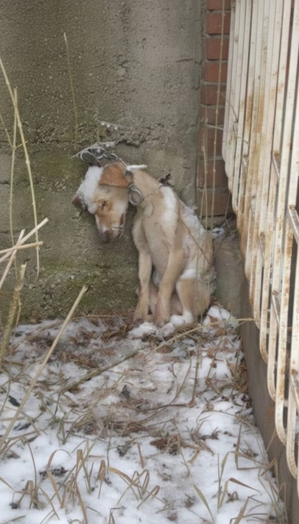 He Was Still Tied to the Wall — As Snow Fell and No One Came Back