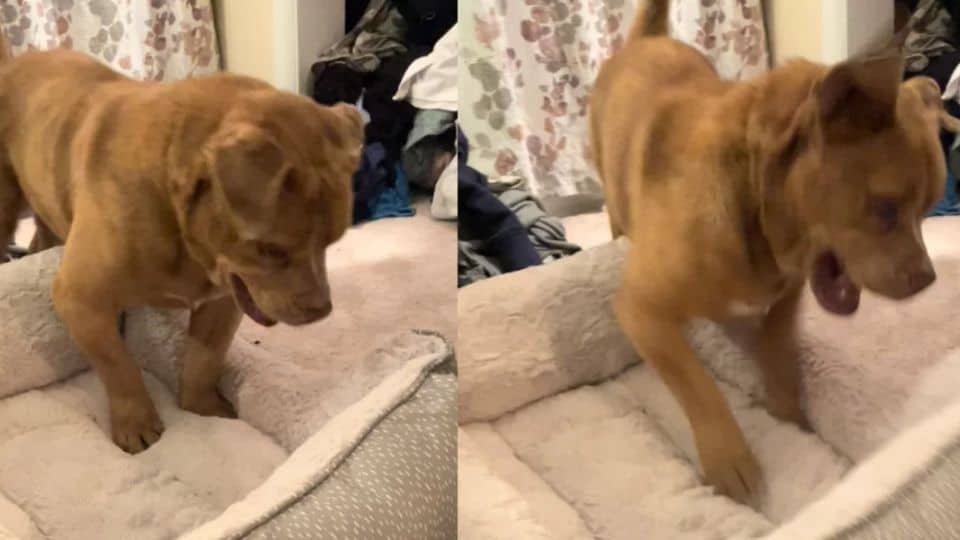 Blind Dog Finds Joy After 8 Years Chained in a Backyard