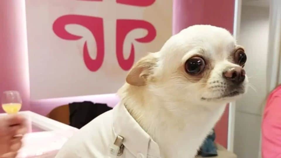 Dog Holds “Paw Patrol” Balloon and Sign to Welcome Long-Lost Brother at the Airport