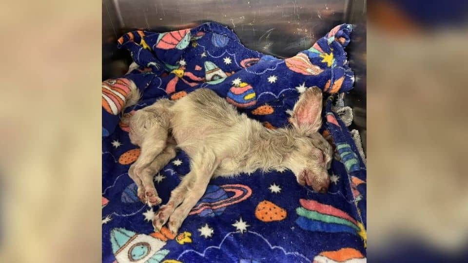 Senior Dog Snoots Finds Love After Near-Death Rescue