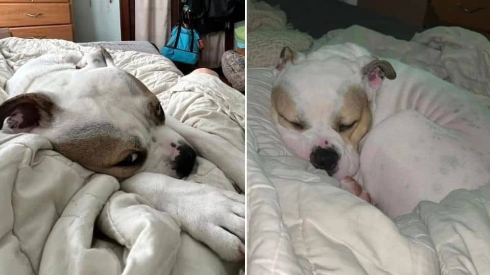 The Dog Who Slept Alone For Months Is Now Sleeping Beside His Forever Family