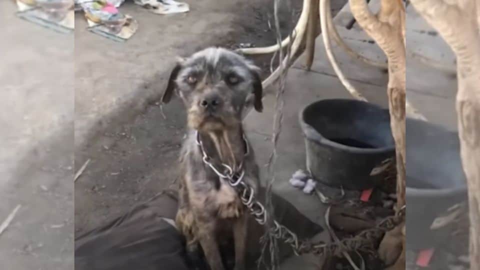 Chained Mama Dog Wagged Her Tail Even When She Was Starving