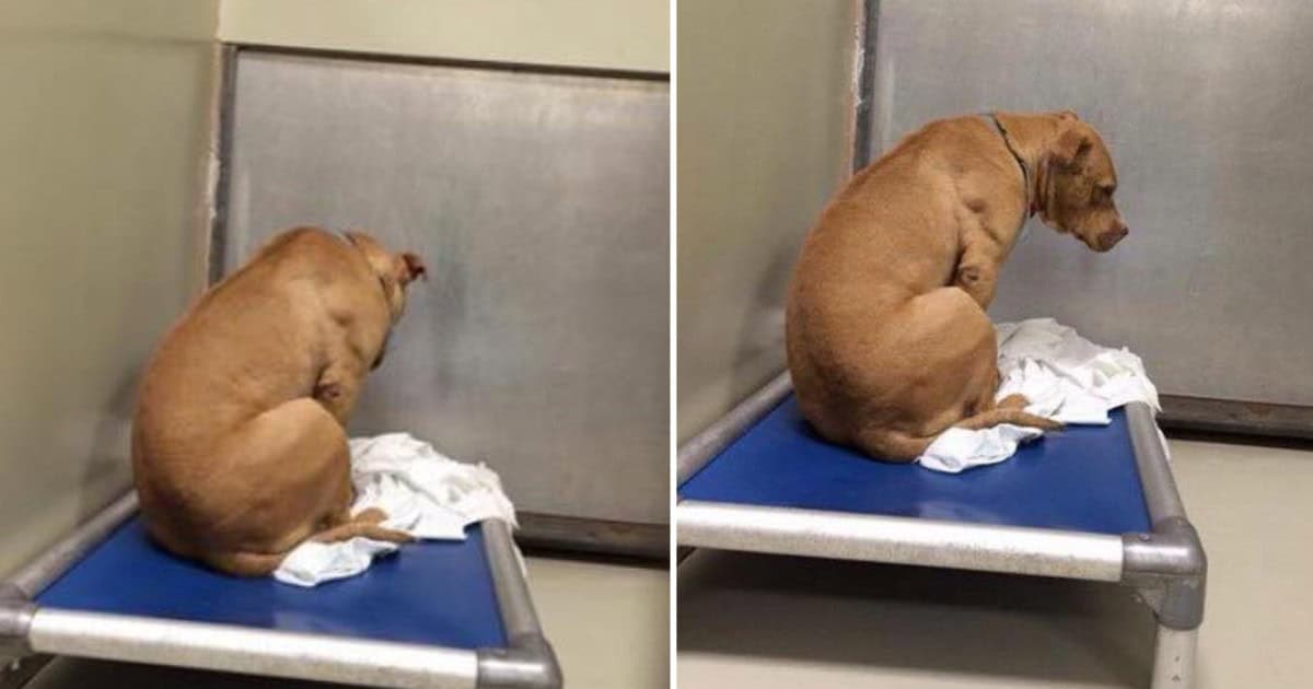Heartbroken Dog Keeps Staring At Shelter Walls After Failed Adoption