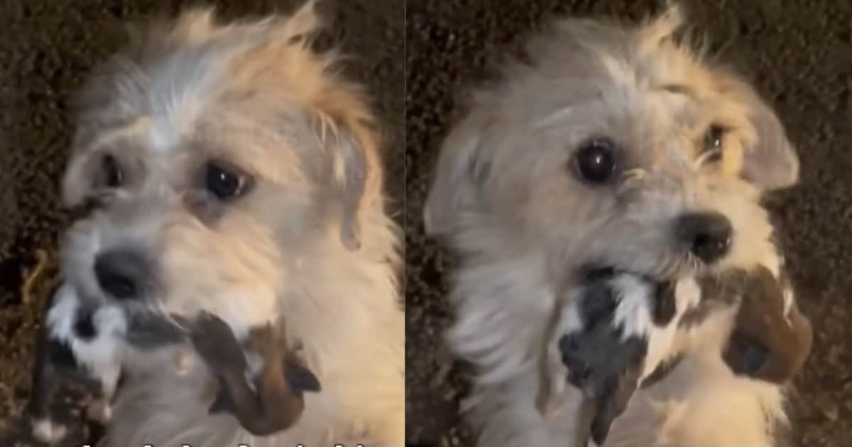 Crying Mama Dog Pleads for Help, Cradling Her Precious Puppies in Her Mouth