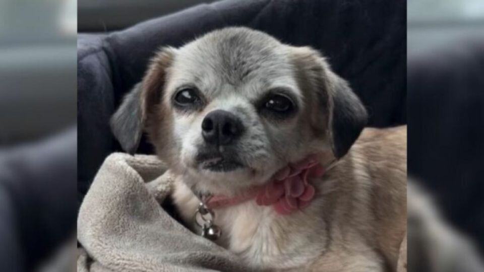 Senior Dog Left Behind by Former Owners Gets a Second Chance at Love