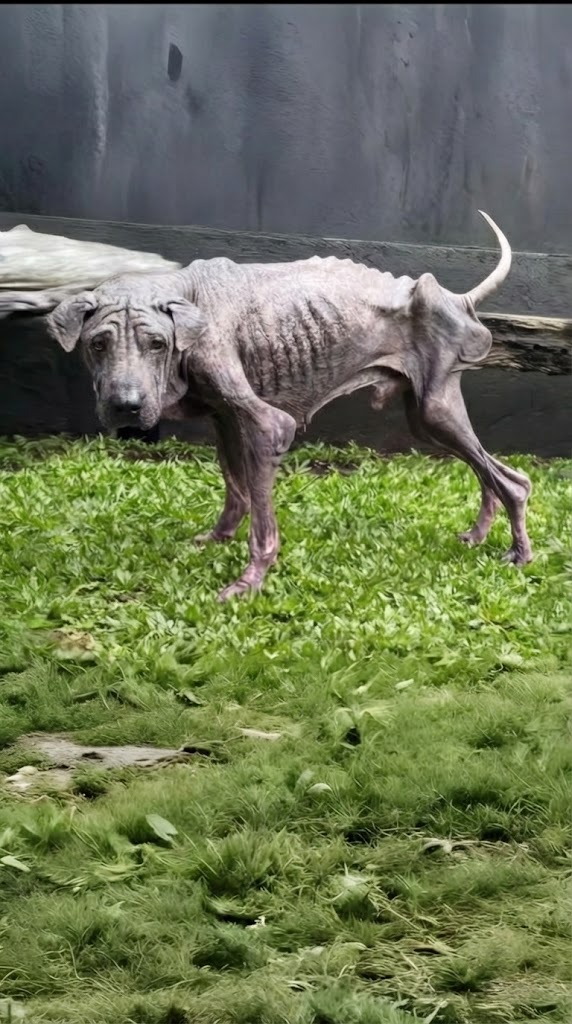 He Collapsed Beneath a Tree, Forgotten and Fading — Until One Person Finally Stopped