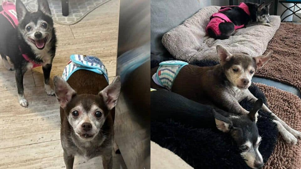 Three Elderly Dogs Thought Their Story Was Over Until One Call Changed Everything