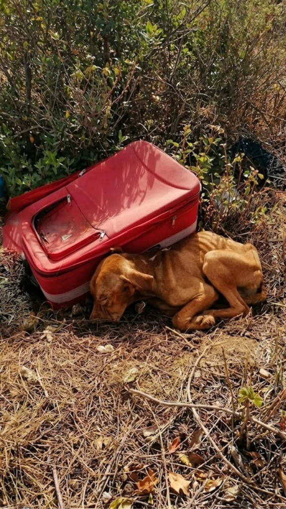 He Was Zipped Inside a Suitcase — And Somehow, He Was Still Alive