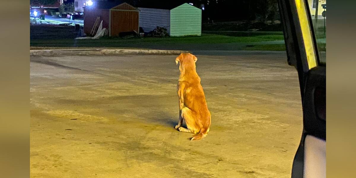 Dog Left Outside A Dollar Store Waited All Day For His Family