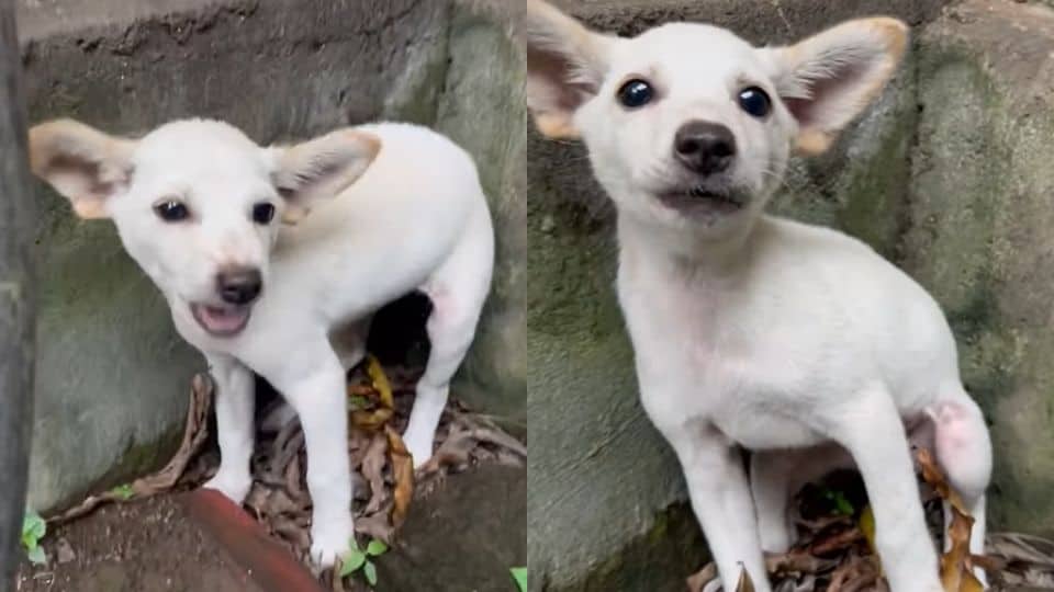 Tiny Shaking Puppy Rescued With Nothing But Gentle Love