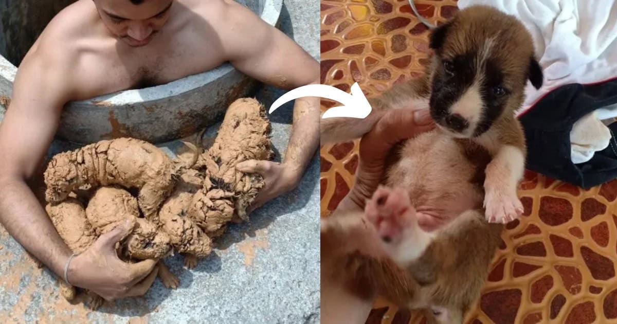 Man Rescued 5 Mud Balls In A Well, Turned Out To Be The Most Adorable Surprise