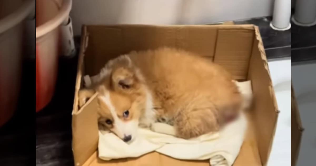 Abandoned Sick Puppy At Construction Site Now Travels The World With The Happiest Smile