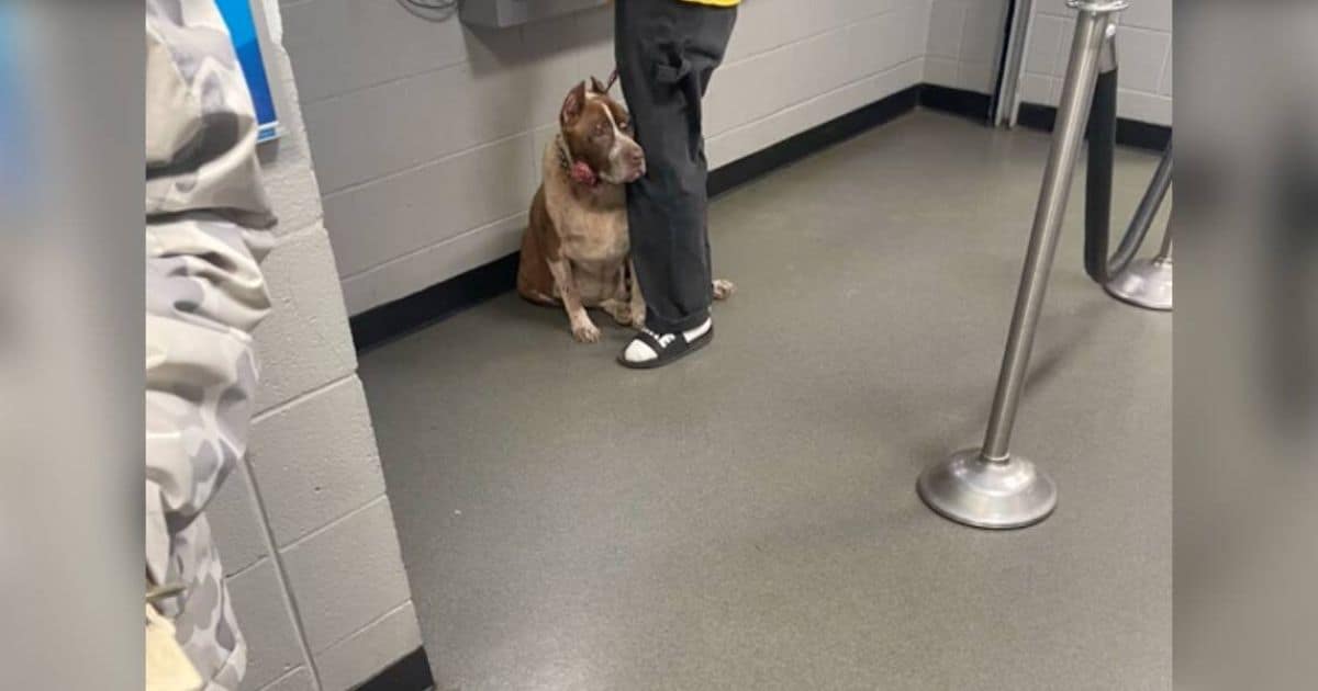 Dog Clings To Owner’s Leg At Shelter Knowing He’s About To Be Left Behind, But Now Lives The Happiest Life