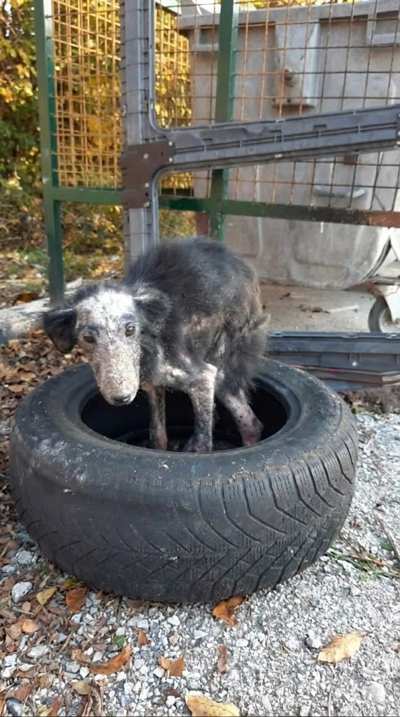 She Hid Inside a Discarded Tire — Until Someone Looked Closer