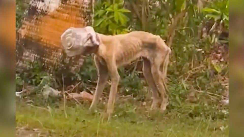 The Heartwarming Story of Winnie’s Incredible Rescue and Healing