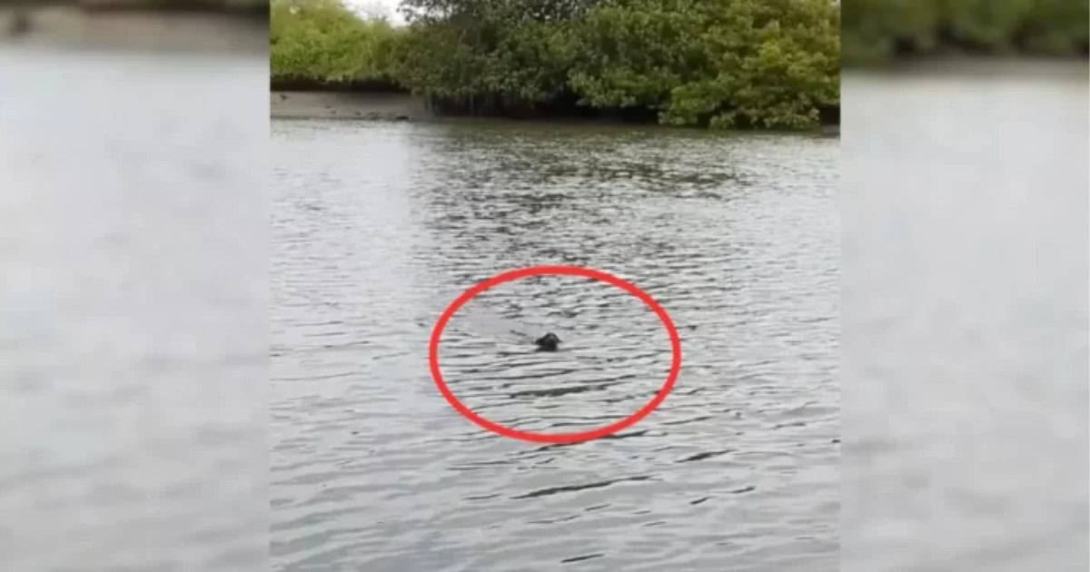 Fisherman Stared in Shock When He Saw An Unexpected Creature Swimming Toward Him