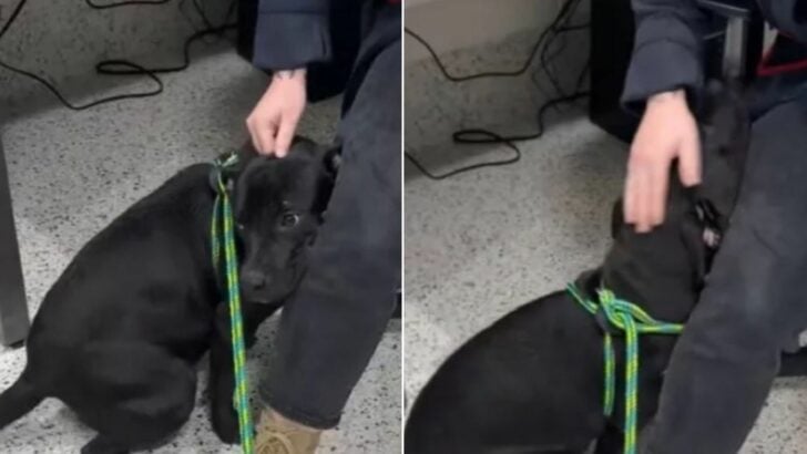 Pup Facing Euthanasia Held On Tight to the Only Person Who Showed Him Love