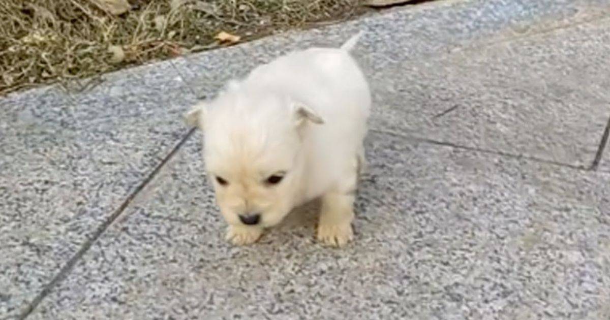 Newborn Puppy Abandoned on the Street Finds Hope in a Kind Stranger’s Arms