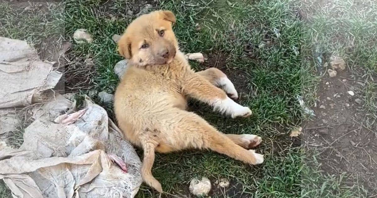 Helpless Puppy with Broken Spine Wept in Pain Until Kind Hearts Rescued Him