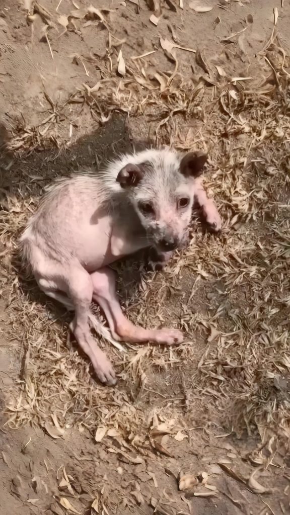 They Called Her “The Dog Who Bites” — Until the Day She Finally Felt Safe and Broke Down in Tears