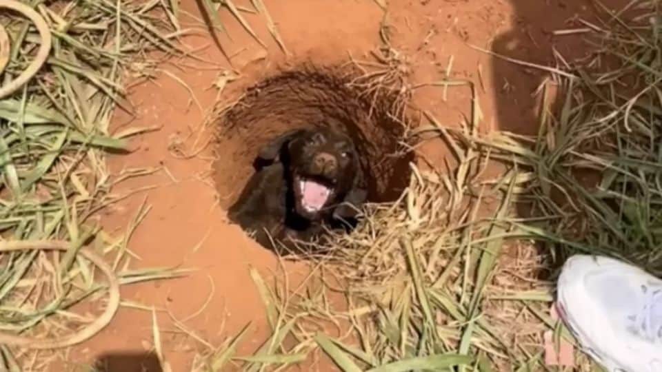 Lost Puppy Trapped at Construction Site Rescued by Brave Young Boy