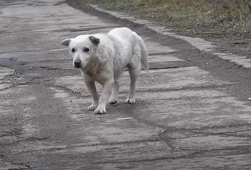 This Senior Dog’s Owner Shocked Rescuers With Five Words That Changed Everything