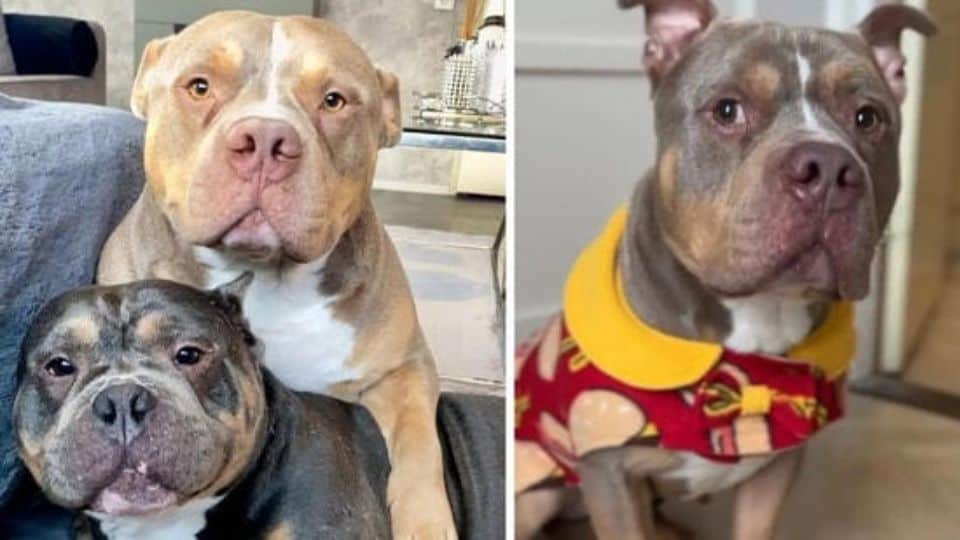 Loyal Bulldog Odin Gave His Life Protecting His Best Friend