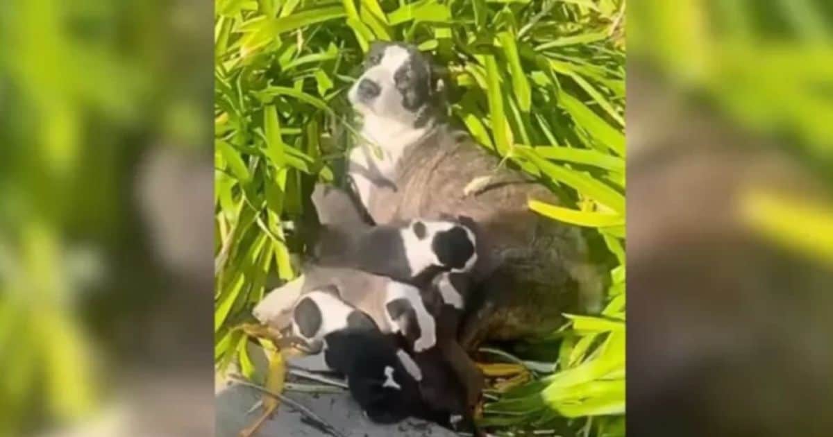 Heartbroken Mama Dog Returned to Shelter After Owners Said She Didn’t “Fit In”