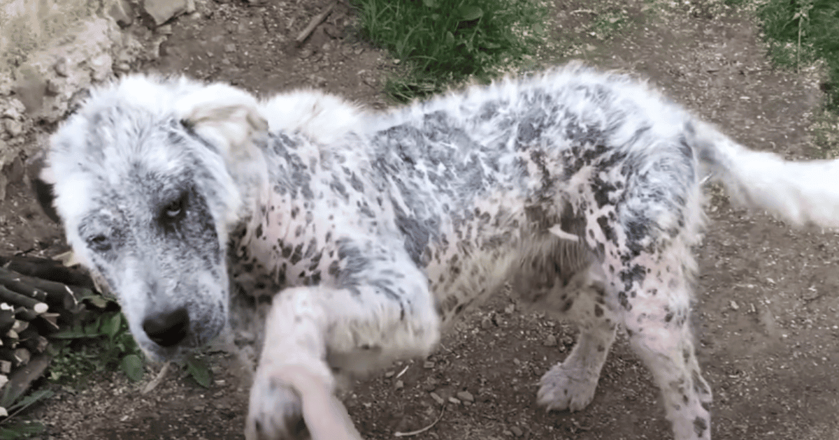 Stray Dog Refuses to Follow Rescuers Without Her Best Friend