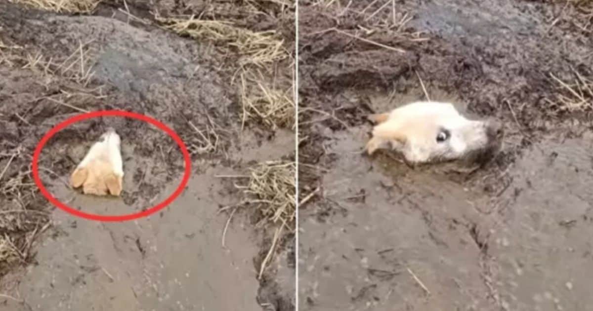 Man Spots Ball Of Fur In Muddy Swamp, Only To Find It’s A Trapped Dog