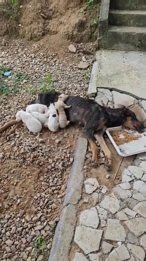 She Couldn’t Stand — But Sakura Refused to Let Her Puppies Become Orphans