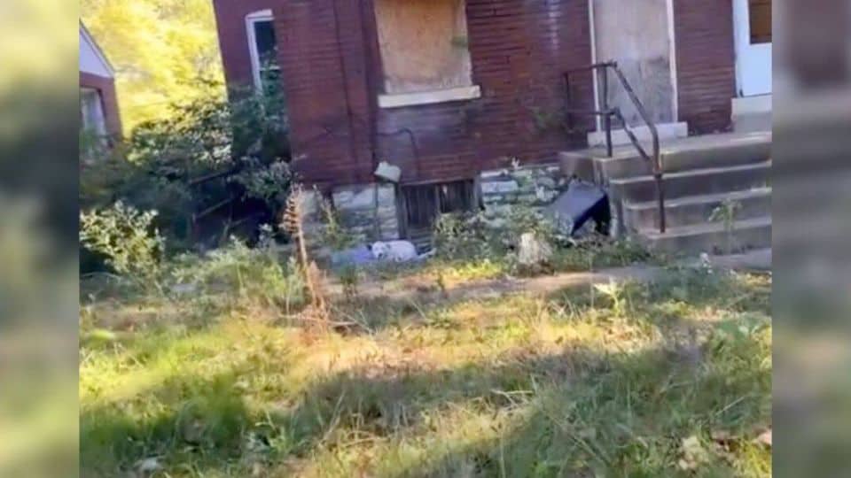 Terrified Dog Found Chained to a Boarded-Up House Learns to Trust Again