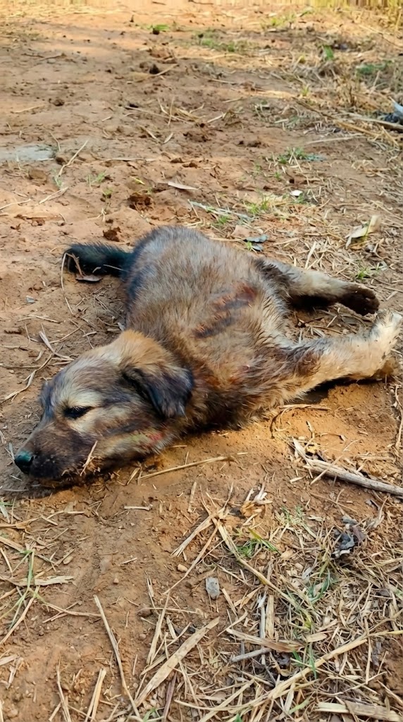 He Was Dragging Himself Along the Road — Until One Man Gave Him a Reason to Stand
