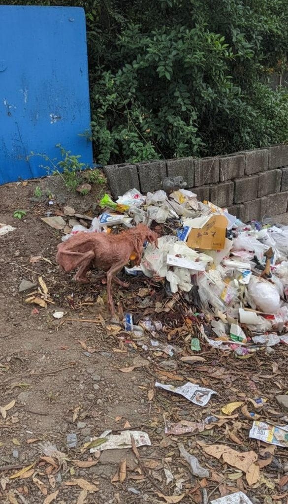 She Lived Among the Trash — Until One Woman Chose to Stop