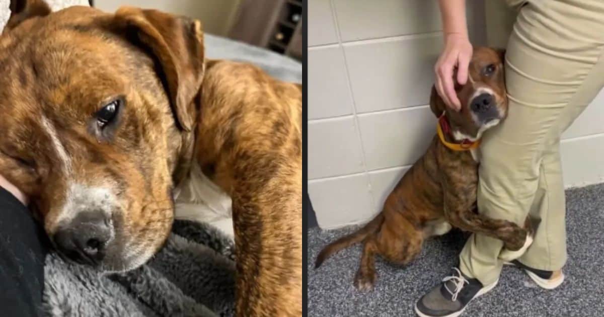 Nervous Pittie Clinging To Shelter Workers Leg Finally Find His Forever Home