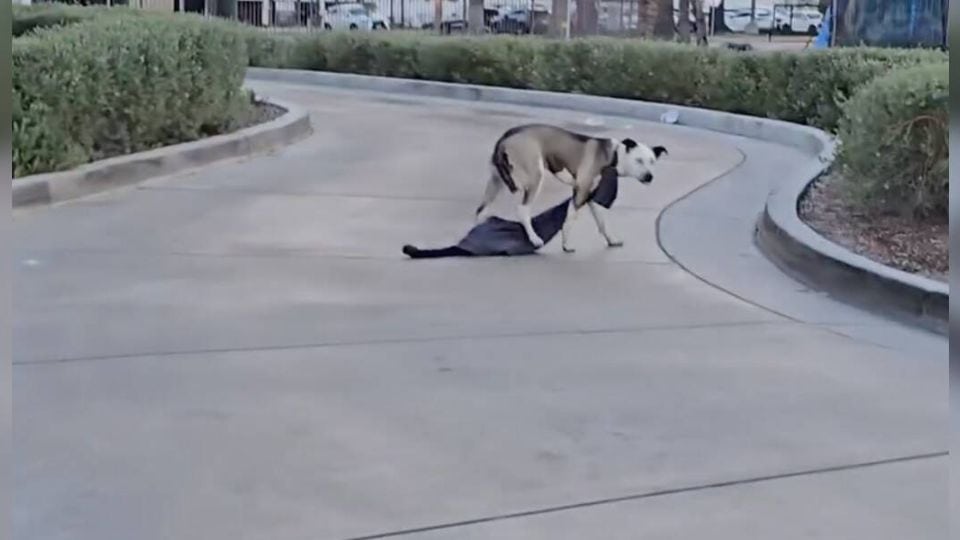 Lost Dog Finds Hope After Frightening Encounter at Drive-Thru