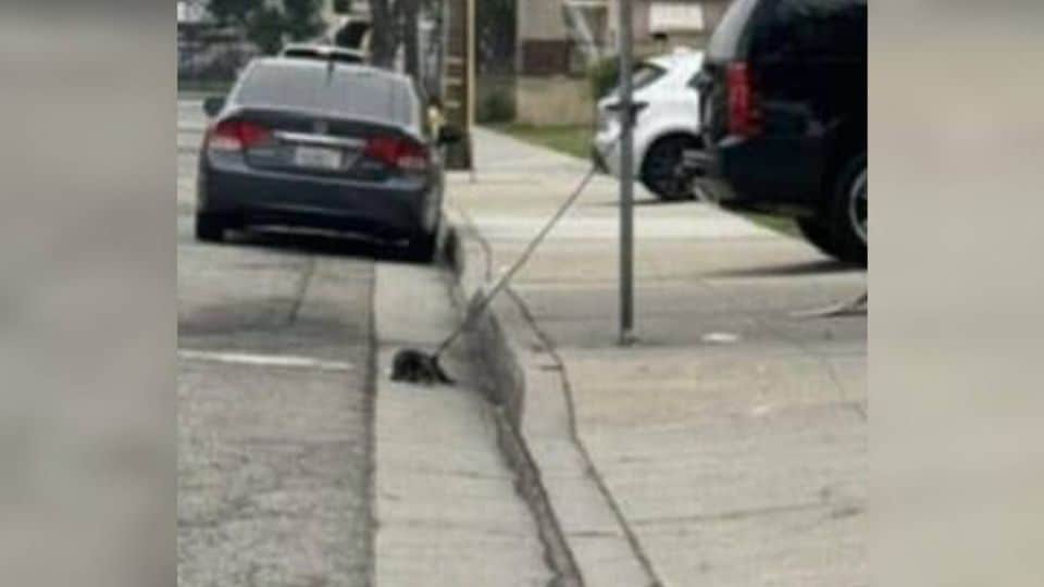Kind Rescuer Finds a Lonely Dog Left Tied to a Pole and Gives Him a New Beginning
