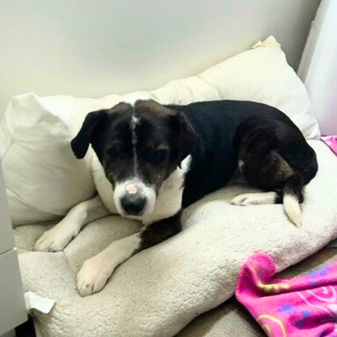 The Deaf Senior Dog Who Slept Through His Own Rescue