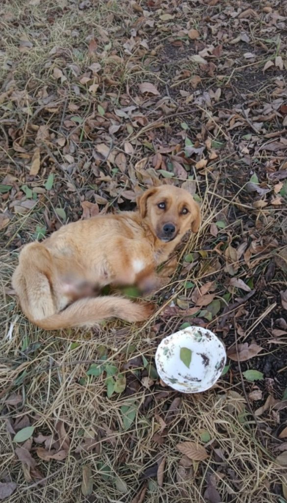 She Had No Paws — But She Refused to Stop Living: Monica’s Miracle Journey