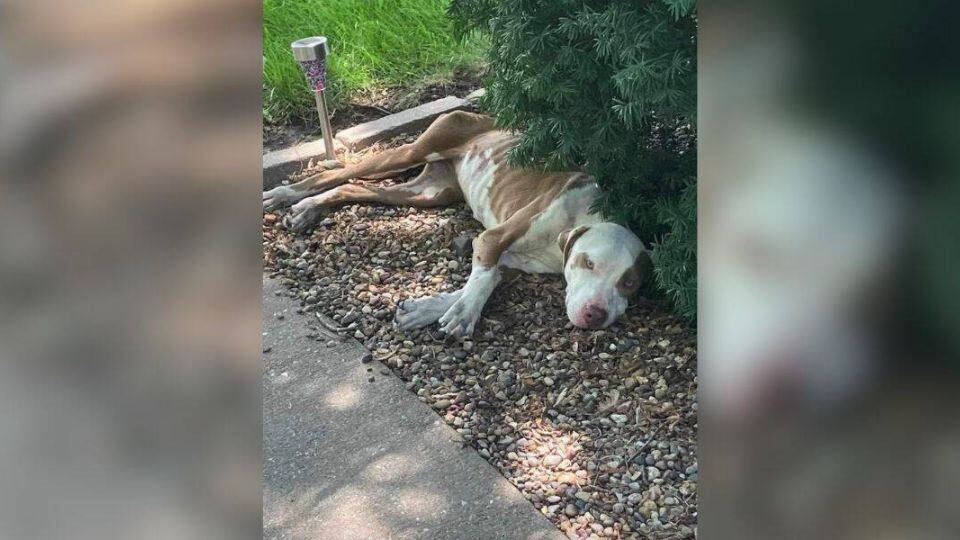 The Stray Nobody Noticed Finally Found A Family Who Would Never Let Her Go